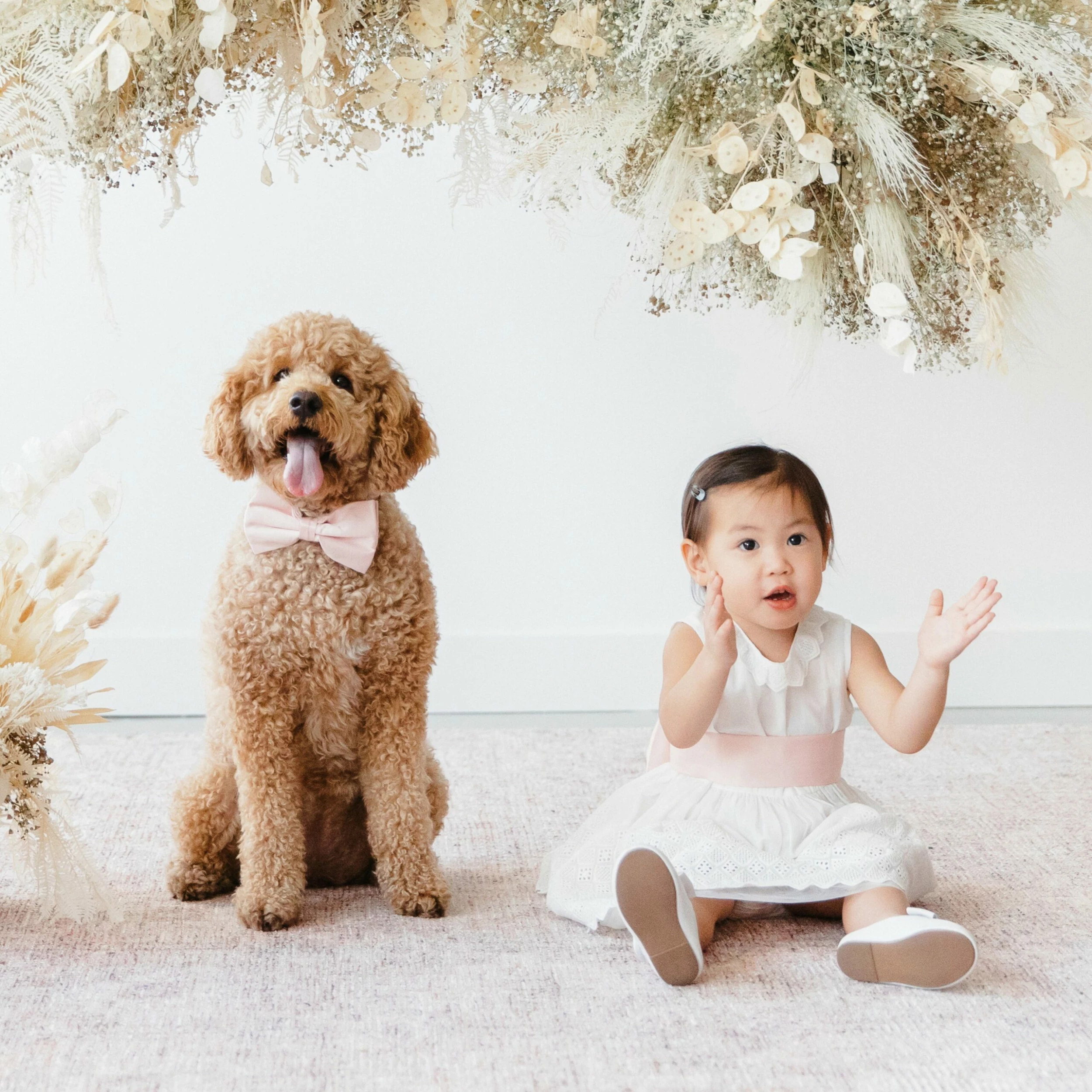 Sadie Dog Bow Tie Collar - Sheen Pale Pink 2 Sadie Dog Bow Tie Collar - Sheen Pale Pink - Image 2