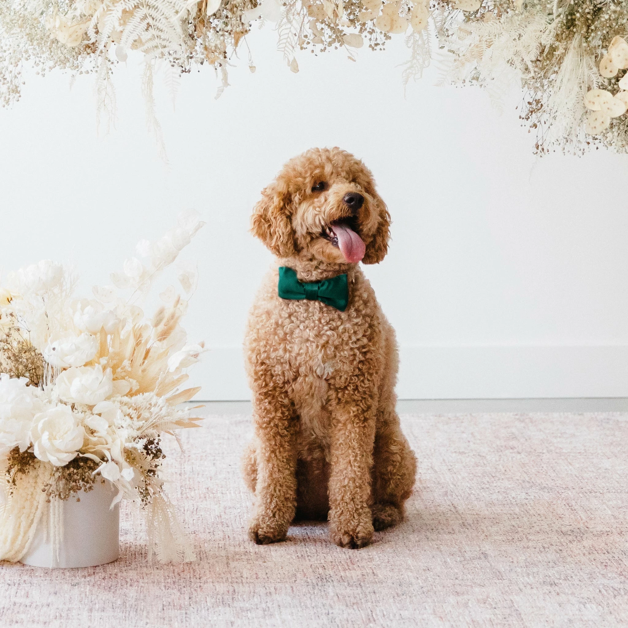 Sadie Dog Bow Tie Collar - Sheen Emerald 2 Sadie Dog Bow Tie Collar - Sheen Emerald - Image 2