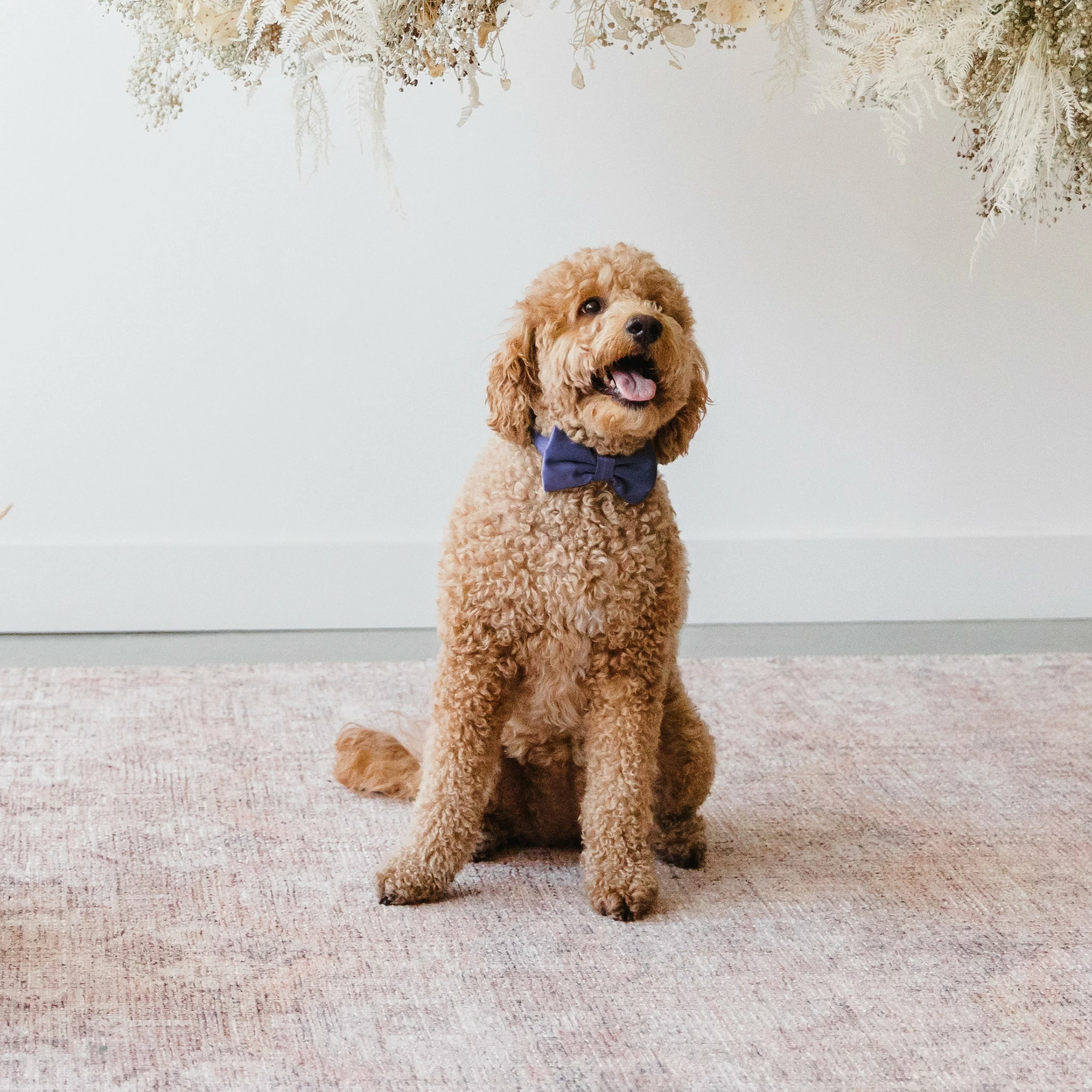 Sadie Dog Bow Tie Collar - Sheen Navy 2 Sadie Dog Bow Tie Collar - Sheen Navy - Image 2