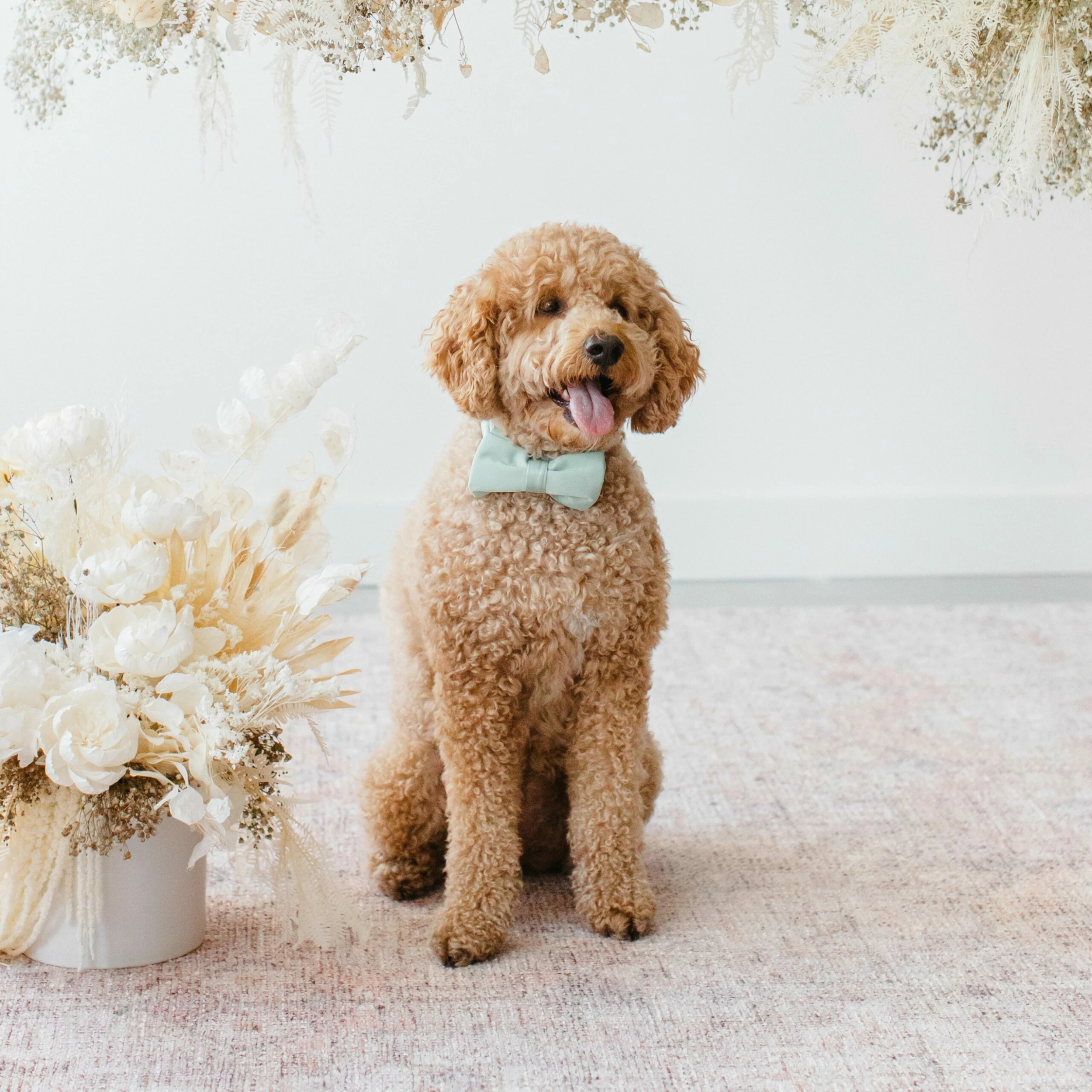 Sadie Dog Bow Tie Collar - Sheen Light Green 2 Sadie Dog Bow Tie Collar - Sheen Light Green - Image 2