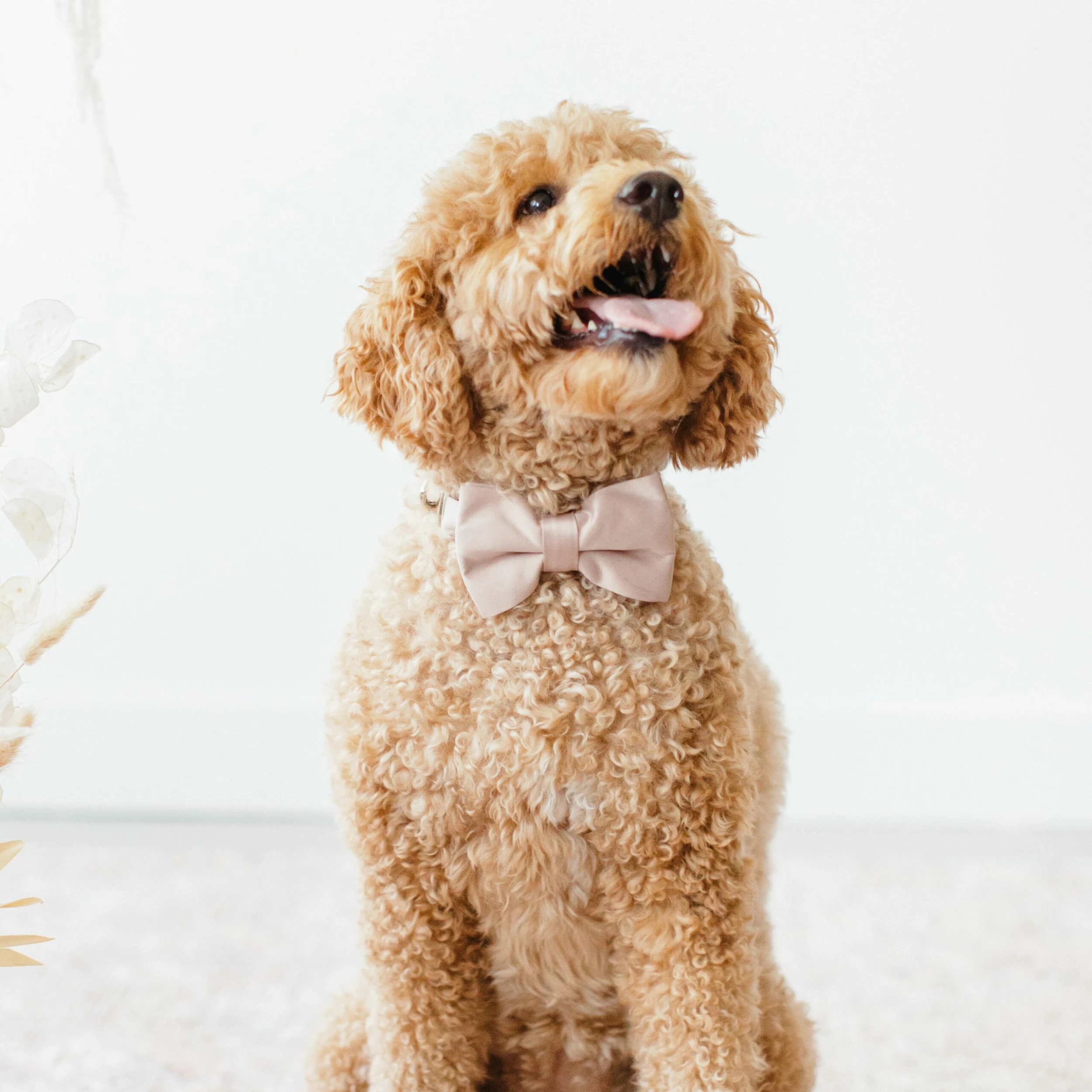 Sadie Dog Bow Tie Collar - Sheen Taupe 2 Sadie Dog Bow Tie Collar - Sheen Taupe - Image 2