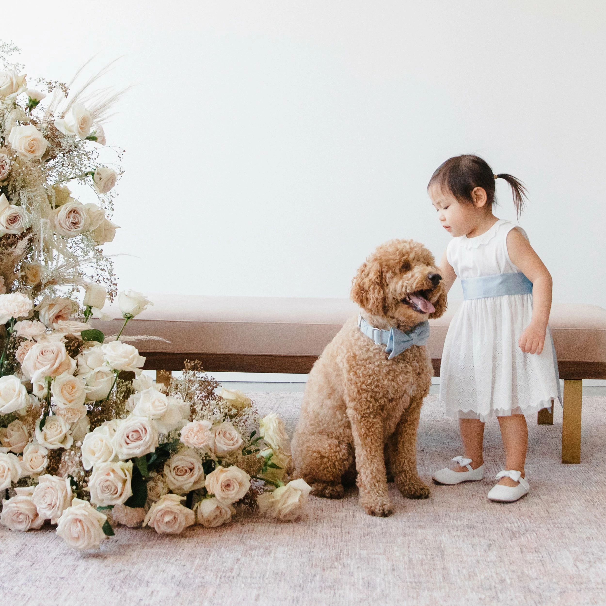 Sadie Dog Bow Tie Collar - Sheen Light Blue 2 Sadie Dog Bow Tie Collar - Sheen Light Blue - Image 2