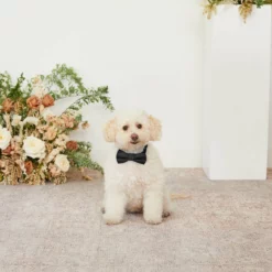 Sadie Dog Bow Tie Collar - Black -US Skirt Sales 2024 black sadie dog bow tie collar 01 1 e21dfe55 40b0 4e61 a822 8a657ff9043b