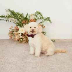 Sadie Dog Bow Tie Collar - Cabernet -US Skirt Sales 2024 cabernet sadie dog bow tie collar 01 b26e4a86 2ff0 414a 8c3c 349c153f1a48