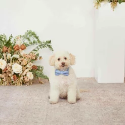 Sadie Dog Bow Tie Collar - Dusty Blue -US Skirt Sales 2024 dusty blue sadie dog bow tie collar 01 18784142 bcfa 45d9 bfda 540182690b04