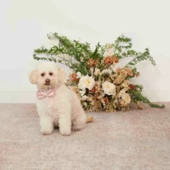 Sadie Dog Bow Tie Collar - Dusty Rose -US Skirt Sales 2024 dusty rose sadie dog bow tie collar 01 af184a29 edcf 4332 85d1 6c3a02f1196d