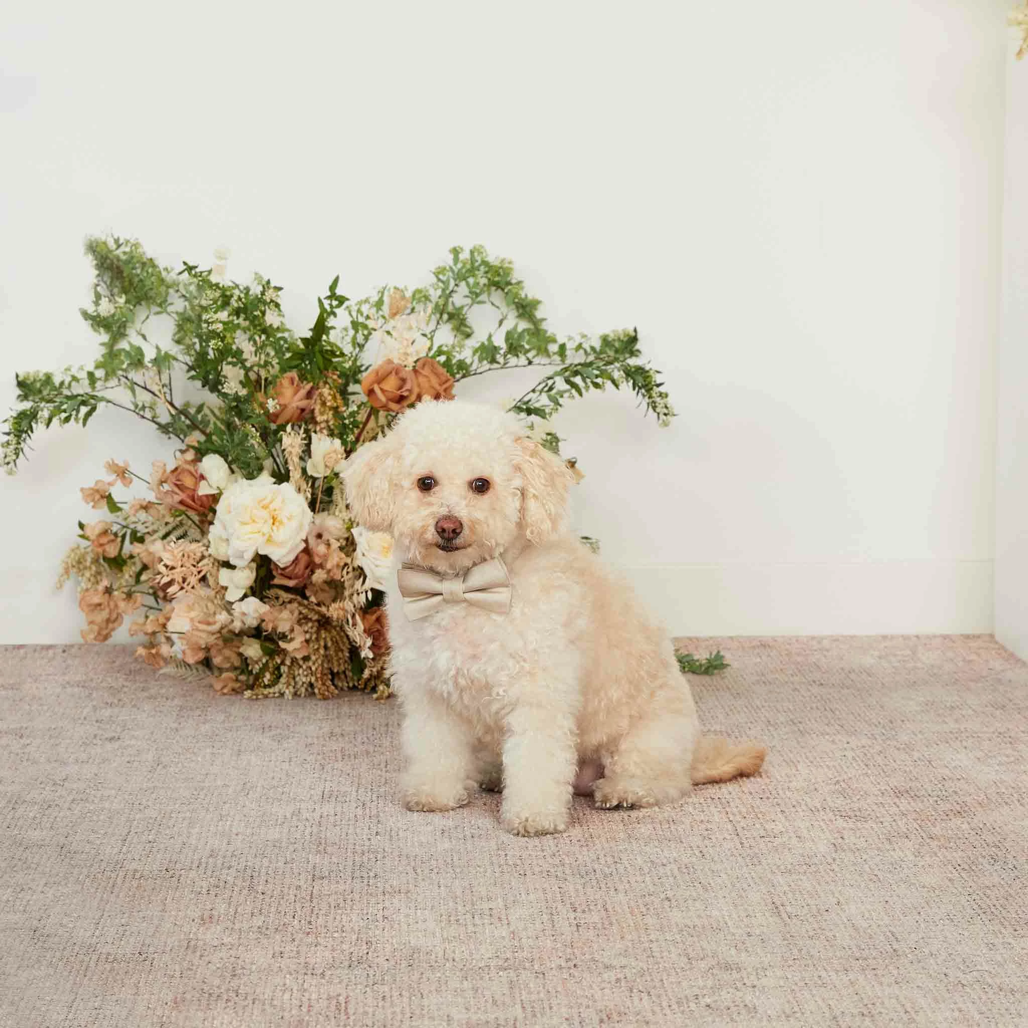 Sadie Dog Bow Tie Collar - Neutral Champagne 4 Sadie Dog Bow Tie Collar - Neutral Champagne - Image 4