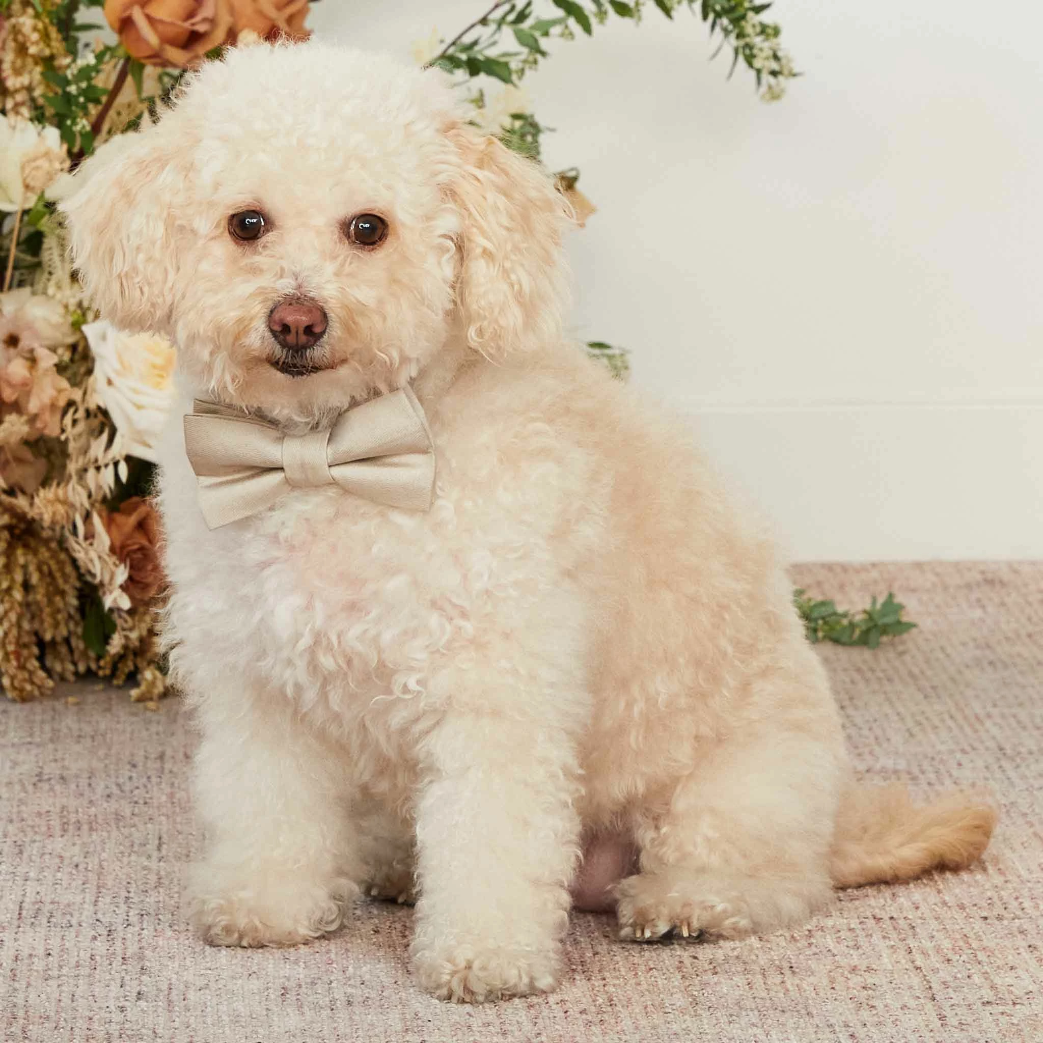 Sadie Dog Bow Tie Collar - Neutral Champagne 2 Sadie Dog Bow Tie Collar - Neutral Champagne - Image 2