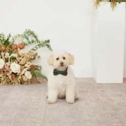 Sadie Dog Bow Tie Collar - Olive -US Skirt Sales 2024 olive sadie dog bow tie collar 01 bb81b87d 06d8 4711 bbef bac8bbfe109c
