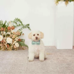 Sadie Dog Bow Tie Collar - Sage -US Skirt Sales 2024 sage sadie dog bow tie collar 01 e303034b 45b3 4e7c bf15 9ed0d1334443