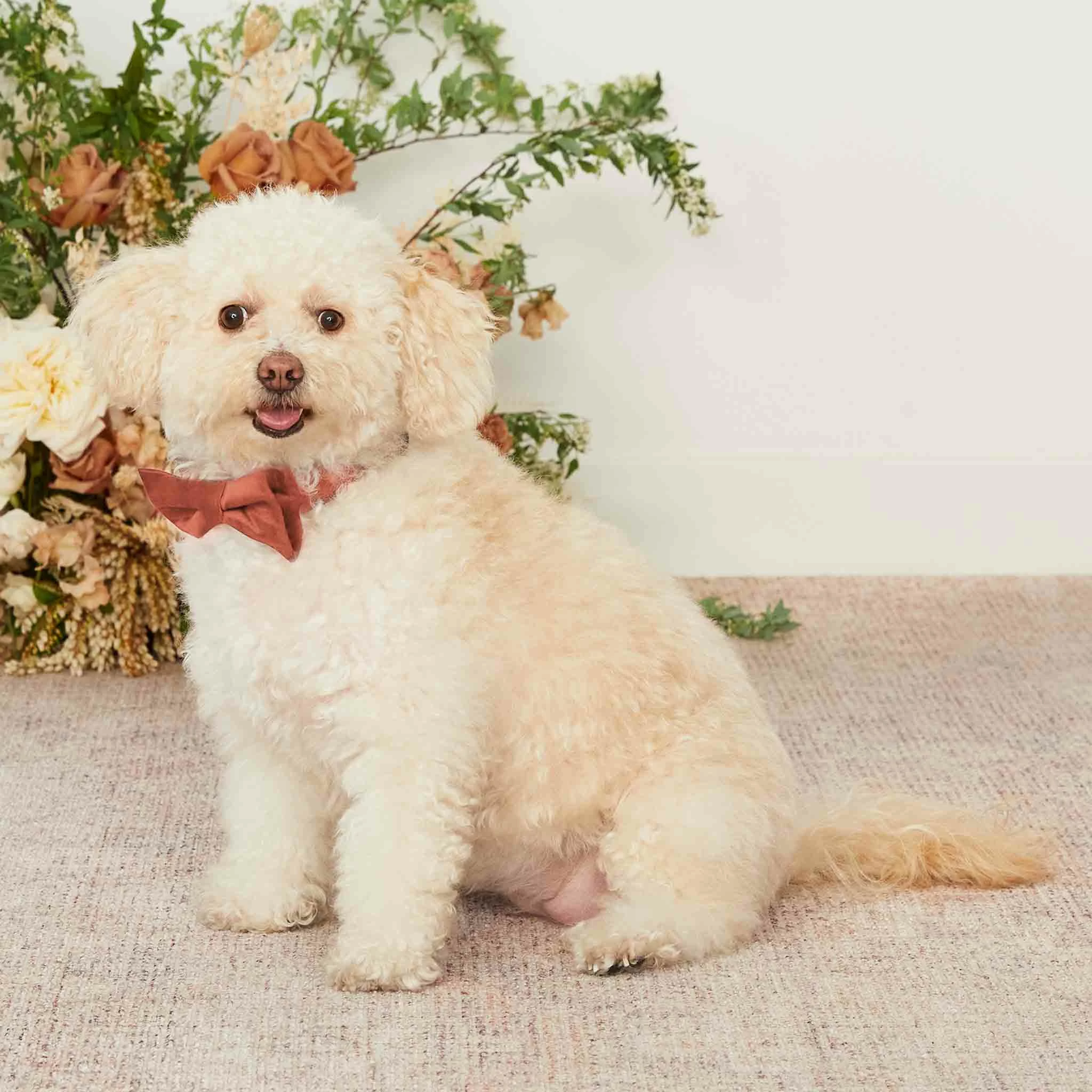 Sadie Dog Bow Tie Collar - Terracotta 2 Sadie Dog Bow Tie Collar - Terracotta - Image 2